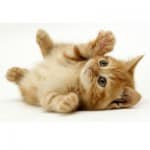 Whiskas Kittenpakket